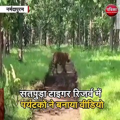 नर्मदापुरम : सतपुड़ा टाइगर रिजर्व में पर्यटकों ने बनाया टाइगर का वीडियो