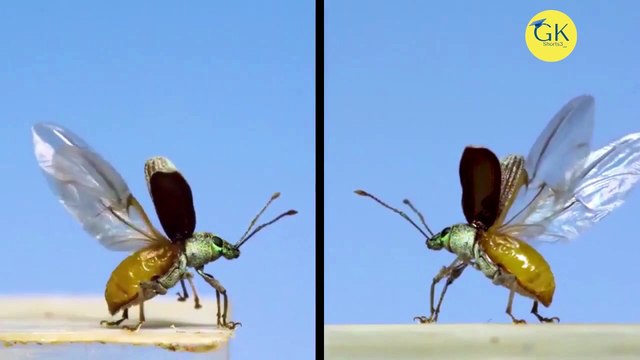 कौन कहता है कि सिर्फ Aeroplane में ही pre-flight तैयारियां होती है? यहां flight के पहले और take off की अलग अलग मुद्रायें और प्रकृति द्वारा बनाई गई take off की तैयारियां... अदभुत +