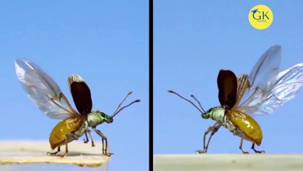 कौन कहता है कि सिर्फ Aeroplane में ही pre-flight तैयारियां होती है? यहां flight के पहले और take off की अलग अलग मुद्रायें और प्रकृति द्वारा बनाई गई take off की तैयारियां... अदभुत +