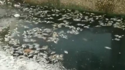 Embalse lleno de peces muertos está a punto del desborde en Atlántico