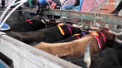 شاهد: بوليفيون يحتفلون بأكبر مهرجان لمصارعة الثيران في البلاد