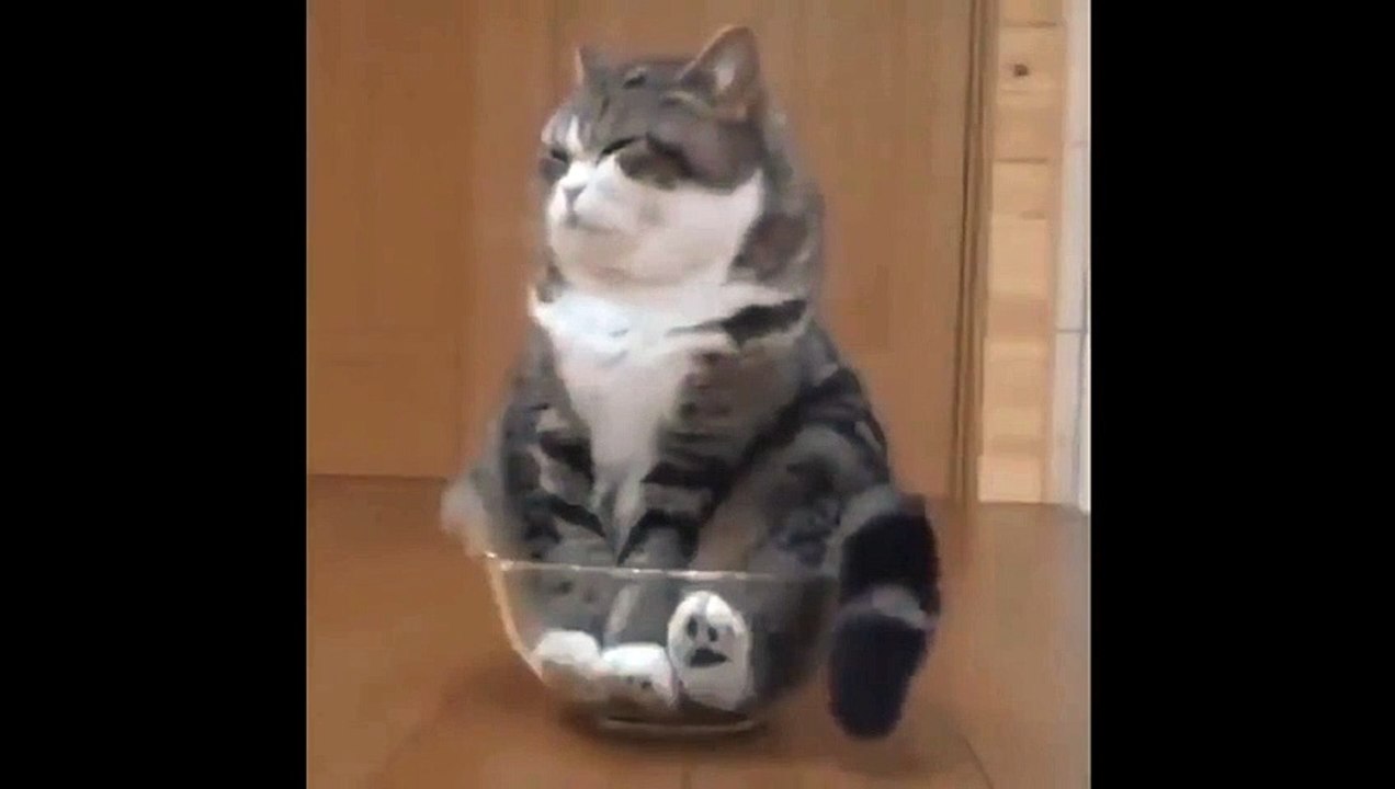 cat in a bowl