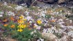 Chilean government creates national park to protect desert flowers
