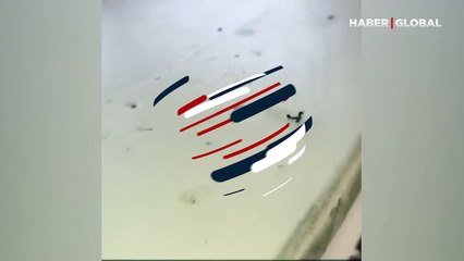 Acımasız karıncanın hemcinsine yaptığı şey hayrete düşürdü