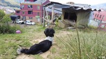 Colombia: un nuevo hogar para los perros abandonados