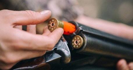 Pyrénées-Orientales : le chien d'un promeneur a été abattu par un chasseur lors d'une battue