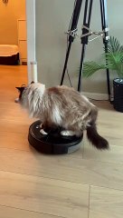 Lazy Cat Rides on Robot Vacuum