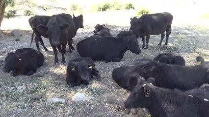 AFYONKARAHİSAR - Büyükşehirden döndüğü köyünde boş arazileri değerlendiren kuaför besicilik yapıyor