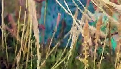 Farmers in Peru can grow 3,000 types of quinoa. Why do we eat so few?