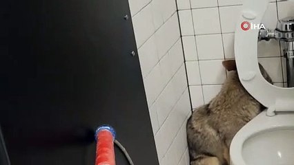 ABD'de okul tuvaletine giren çakal, şaşkınlık yarattı!