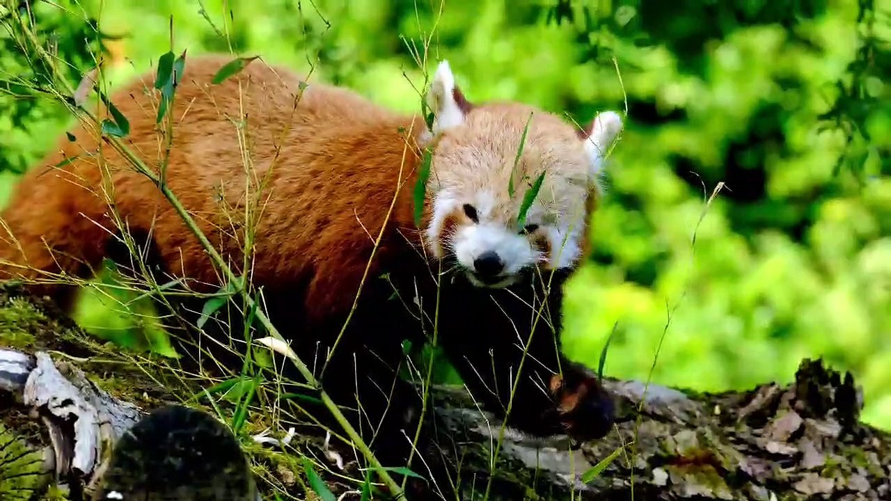 Funny Animal videos of elephant , cat ,hen,Hippopotamus, dog, monkey, rat, alligator,zebra,giraffe,rhino,lion,tiger,sheep,buffalo