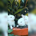 kid's masti- funny videos#21 | Nice funny  rabbit |masti karte hue funny rabbit