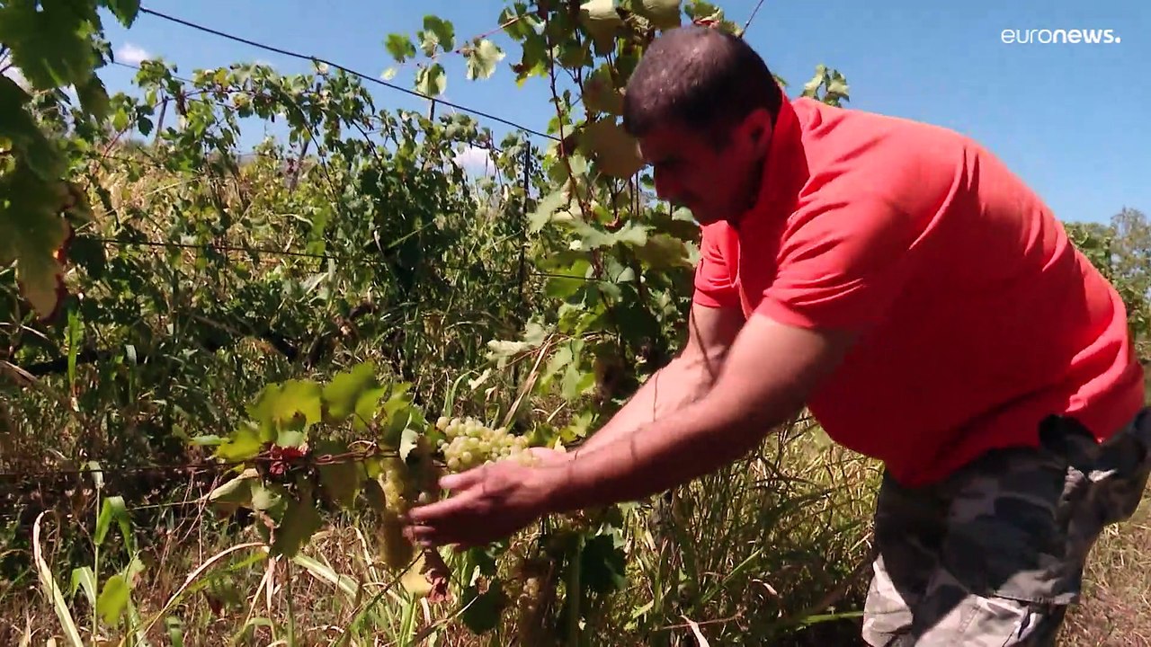 Война в Украине негативно повлияла на грузинских виноделов