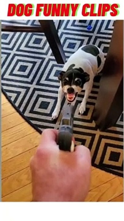 DOG FUNNY CLIPS #3 ♪ ᓚᘏᗢ