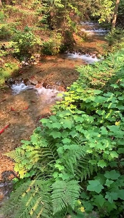 Wild Salmon Migration