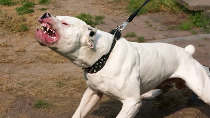 Five American bulldogs are put down following a deadly attack on a woman