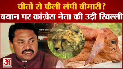 चीतों से फैली लंपी बीमारी? बयान पर कांग्रेस नेता की उड़ी खिल्ली । Nana Patole। Scindia
