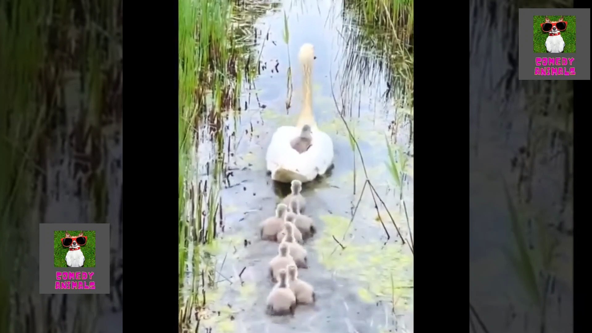 ⁣animals || comedy animals ||