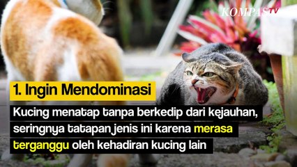 Ini Alasan Mengapa Kucing Suka Menatap Wajah Kita Berlama-lama