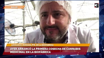 Ayer arrancó la primera cosecha de cannabis medicinal en la Biofábrica