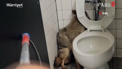 ABD'de okul tuvaletine giren çakal doğaya bırakıldı
