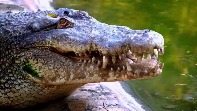 كلب يساعد أسد من النمر بعدما قطعت قدمه