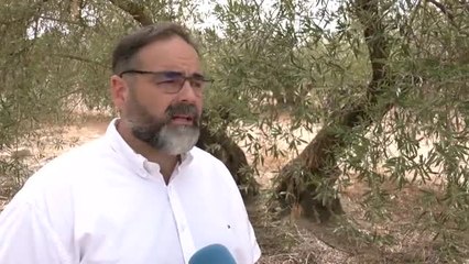 Baja la producción de aceite de oliva por la sequía