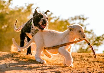 Lion, Tiger & Bulldog Buddies: Cute Animal Babies