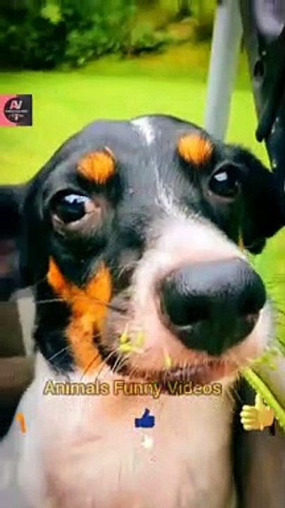 Baby Dog - Cute & Funny Dog Videos Compilation _ Dog Squad _ Animals Funny Videos  #shorts #animals