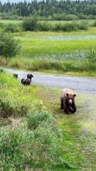 Mama Bear Walks With Her Four Cubs in Katmai National Park