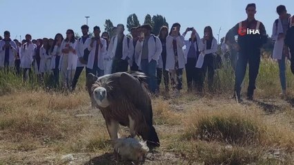 Van gündem haberleri: Van'da tedavileri tamamlanan 300 yabani hayvan doğaya bırakıldı