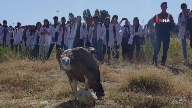 Van gündem haberleri: Van'da tedavileri tamamlanan 300 yabani hayvan doğaya bırakıldı