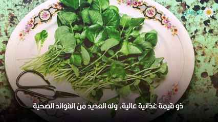 فوائد الجرجير للرجال وصحتهم الجنسية ومتى يبدأ مفعوله