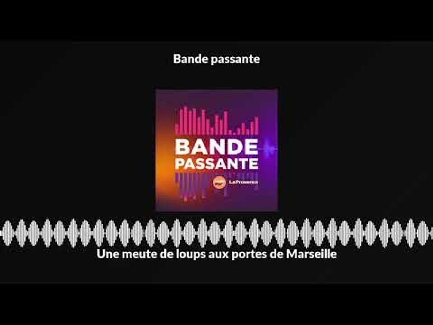 Une meute de loups aux portes de Marseille - Vidéo Dailymotion