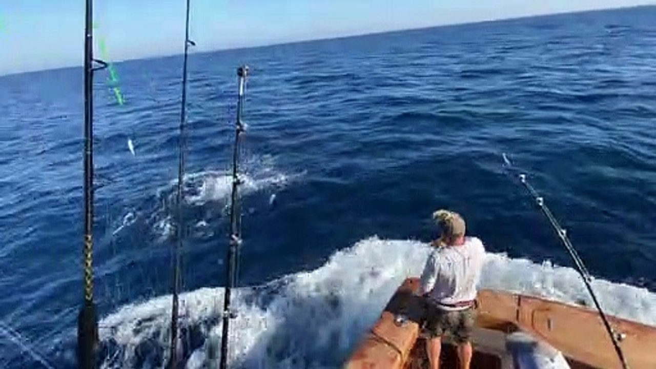Blue Marlin Weighing Almost A Half-Ton Caught Off Virginia