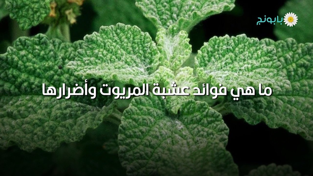 ما هي فوائد عشبة المريوت وأضرارها