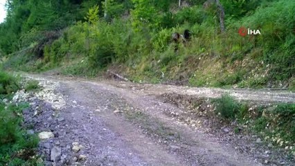Tarım ve Orman Bakanlığından, Hayvanları Koruma Günün de "Balkız" paylaşımı
