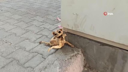 Elektrik panosunda bulunan kedinin iskeleti görenleri şaşırttı