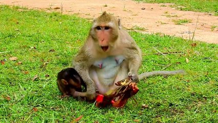 PITY DAY ...!! Poor baby Farrah hungry food Verry much   Why mom not understand baby's feeling.