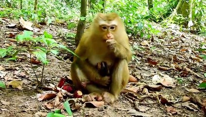 Small baby monkey Rainbow fall in angry mom.