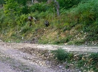 'Balkız' doğal ortamında görüntülendi