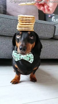 Dachshund Balances Stack of Crackers