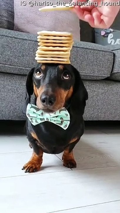Dachshund Balances Stack of Crackers