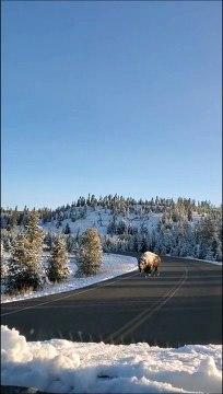 Ces touristes croisent un bison couvert de neige dans le parc Yellowstone... magnifique