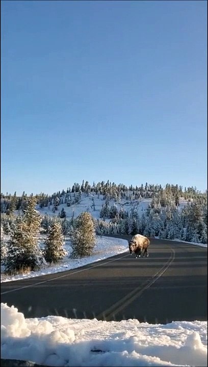 Ces touristes croisent un bison couvert de neige dans le parc Yellowstone... magnifique
