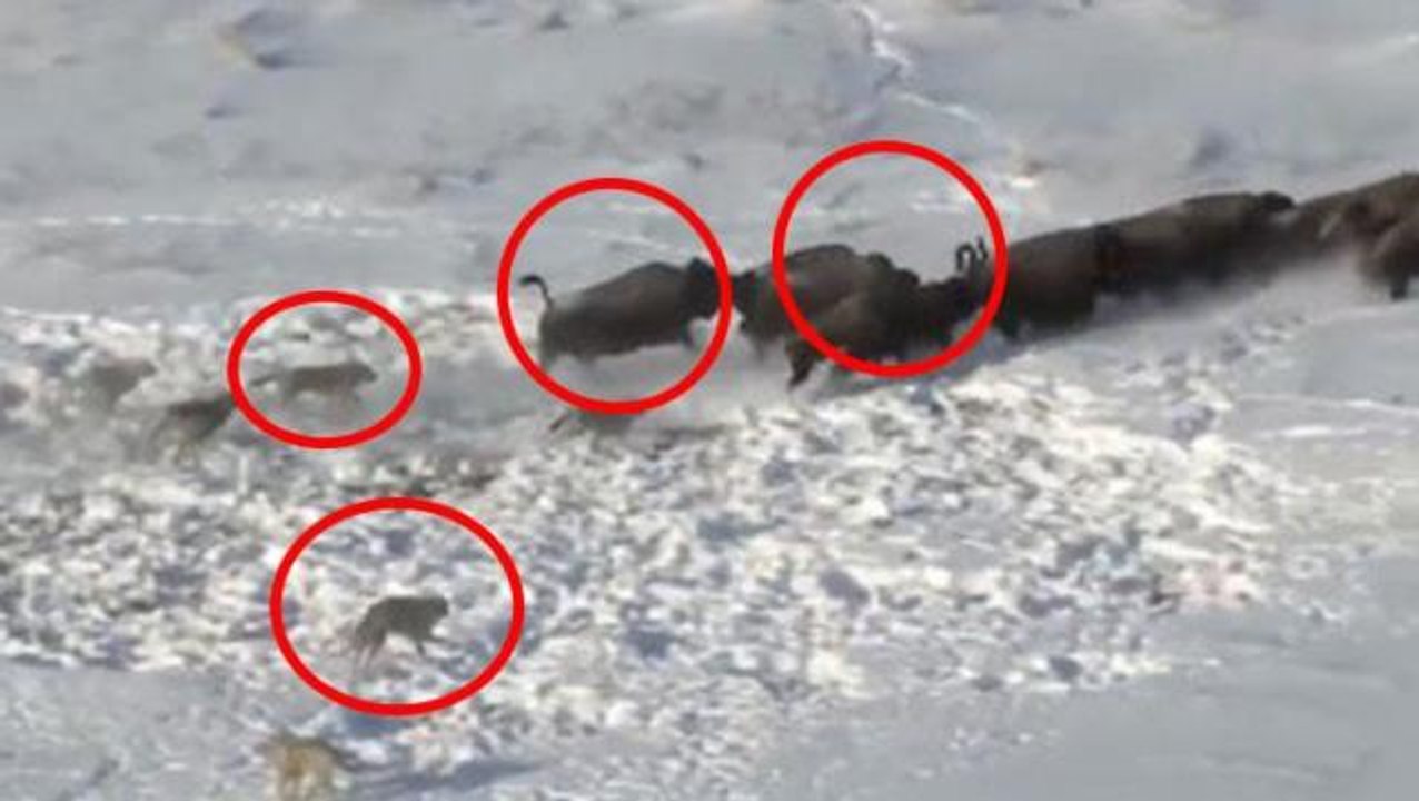 Kurt sürüsü ile antilop sürüsü karşılaştı! Sonda yaşananlar izleyenleri hayrete düşürüyor