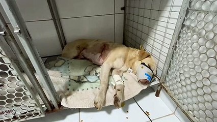 Suspeito de atirar contra cachorros no DF efetuou ao menos 10 disparos