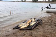 Bolu haberleri | Bolu'da kiloluk sazan balıkları kıyıya vurdu