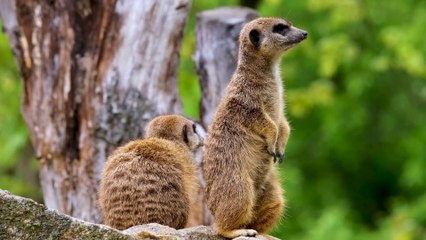 So cute and beautiful animal