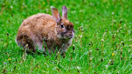 So cute and beautiful rabbits So cute